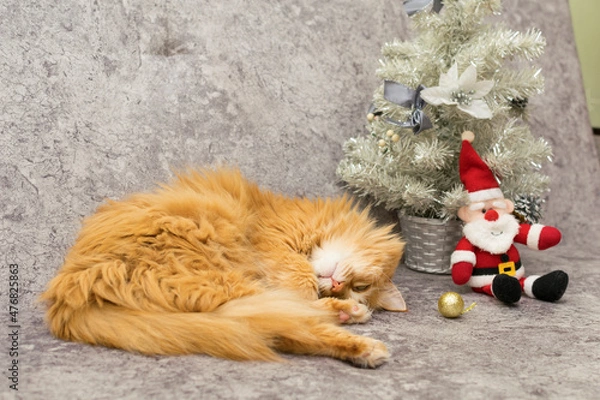 Fototapeta A red cat sleeps near a Christmas tree.
