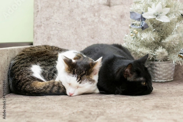 Fototapeta Black and striped cats are sleeping on the couch near the Christmas tree.