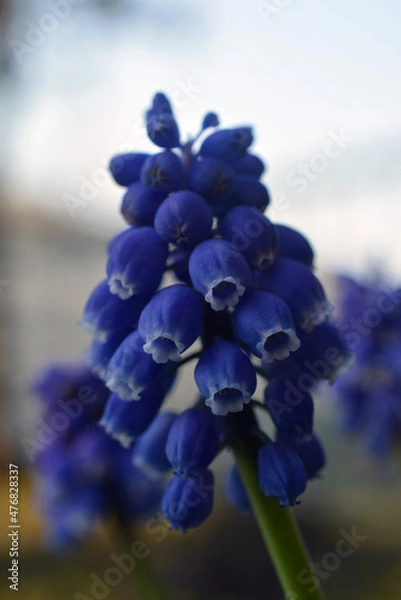 Obraz 紫色の花　ムスカリ