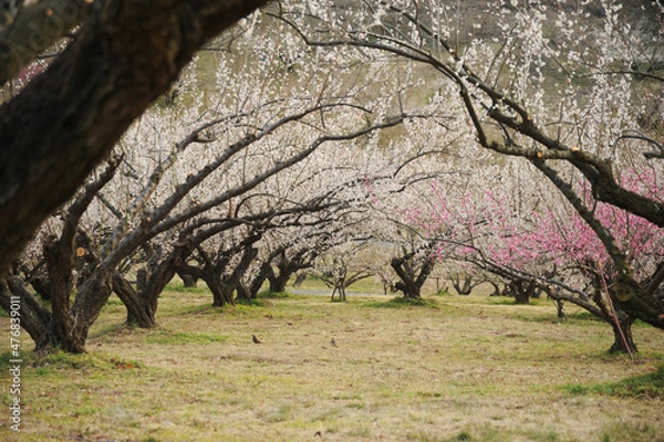 Obraz 早春の梅の木のトンネル