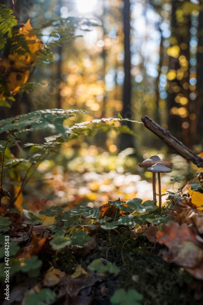 Obraz autumn in the forest