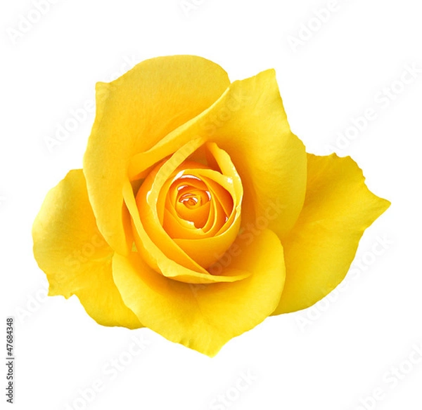 Obraz yellow rose button