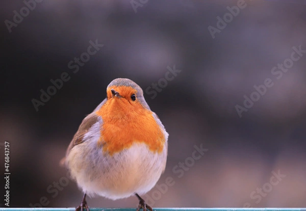 Fototapeta From the series "The Life of robins". A robin sits on a frosty day. It's cold, so the feathers are bristling