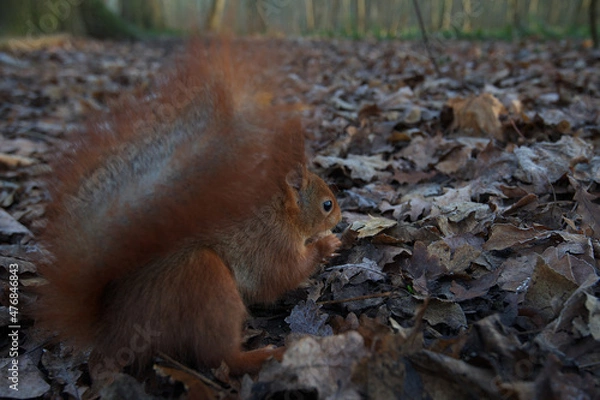 Obraz Écureuil roux 