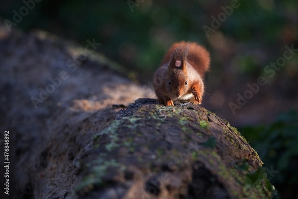 Obraz Écureuil roux 