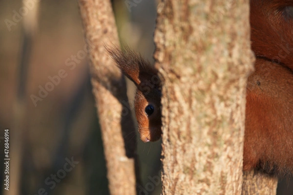 Obraz Écureuil roux 
