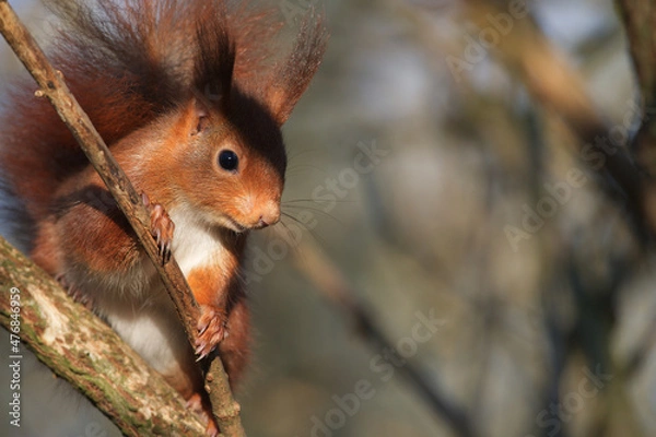 Obraz Écureuil roux 