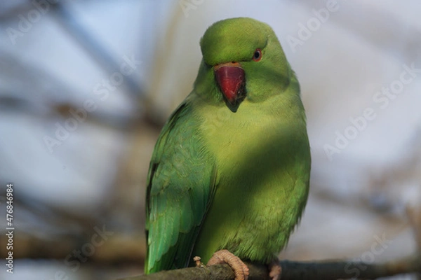 Obraz Perruche à collier