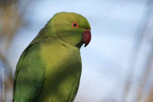 Obraz Perruche à collier