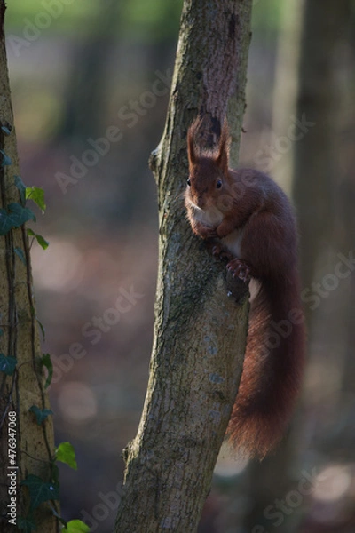 Obraz Écureuil roux 