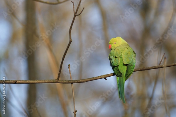 Obraz Perruche à collier