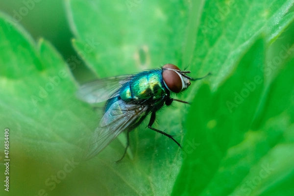 Fototapeta nature macro