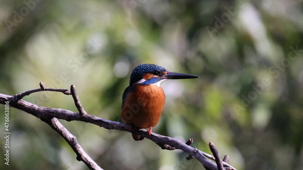 Fototapeta 木の枝の上のカワセミの写真