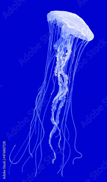 Obraz Drawing White jellyfis, art.illustration, vector