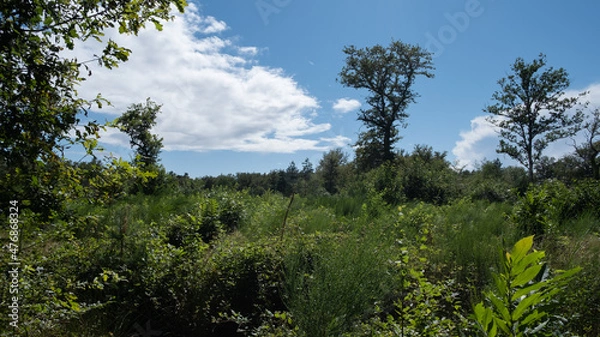 Fototapeta trunk and trees into the forest of France by clear sky