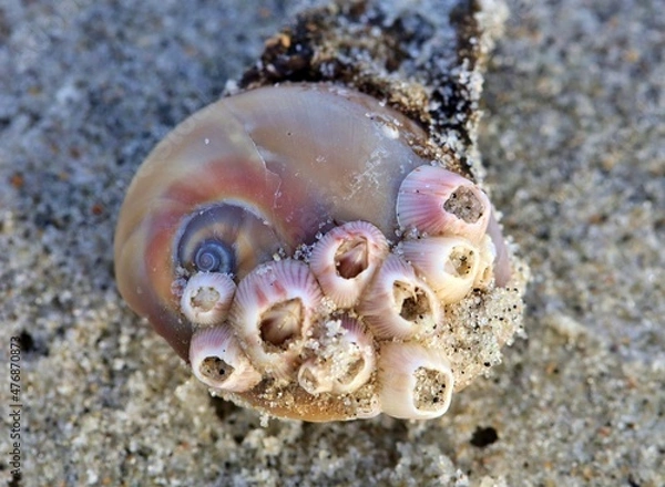 Fototapeta Spiral shell with barnacles attached sitting in the sand on the beach.  