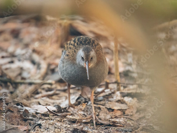 Fototapeta Wasserralle