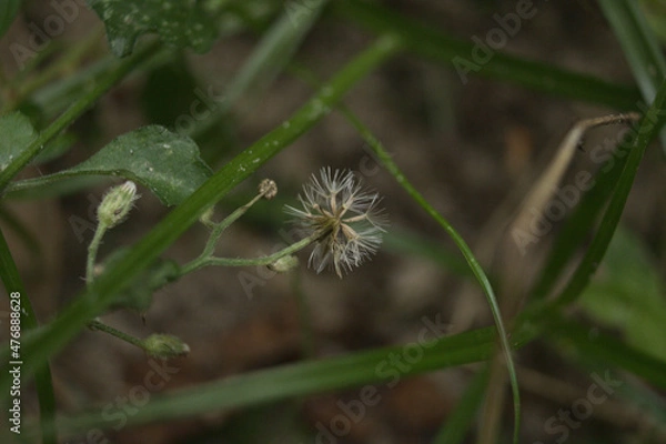 Obraz dandelion and leaves