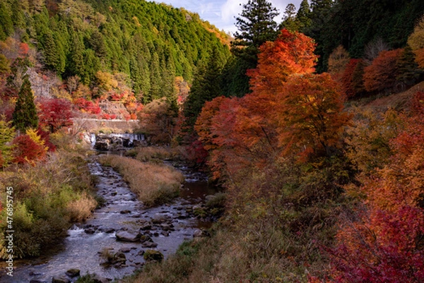 Fototapeta 日本の紅葉