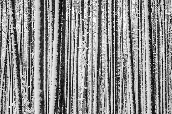 Fototapeta snow covered forest