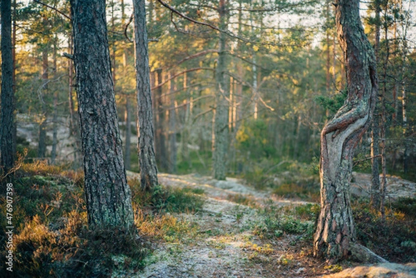 Obraz path in the forest