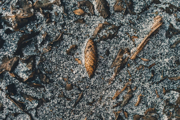 Obraz Forest Texture tn winter