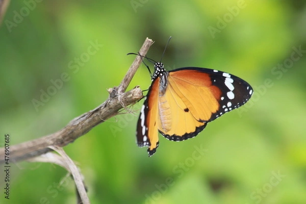 Fototapeta A butterfly drinking nectar from plants. black wings with white spots pollination process