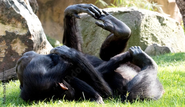 Obraz Two chimpanzee playing  