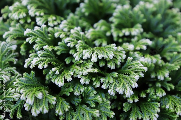 Fototapeta Closeup of the variegated tips on a Frosted Tip Fern