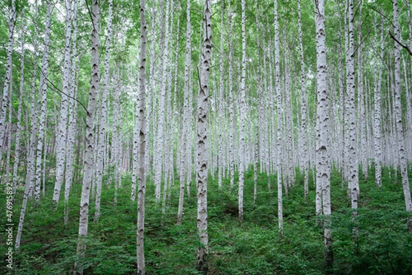 Obraz 자작나무 숲