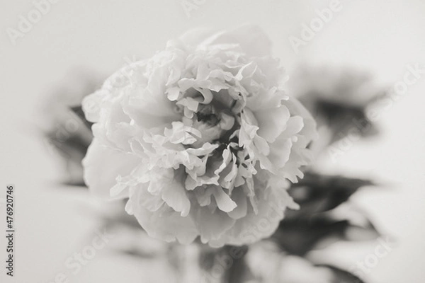 Fototapeta Flower Macro Photography. Sepia flower close-up. Abstract background closeup of the petals of peony. Flower background. Sepia tone.