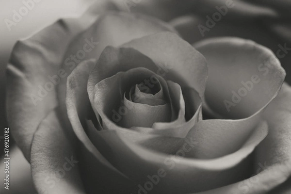 Fototapeta Flower Macro Photography. Sepia flower close-up. Abstract background closeup of the petals of rose. Flower background. Sepia tone.