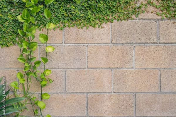 Obraz Newer cement block wall with beige undertones with beautiful green leaves overgrowing from the top and tropical plants growing on the left creating a text space on the right aligned.