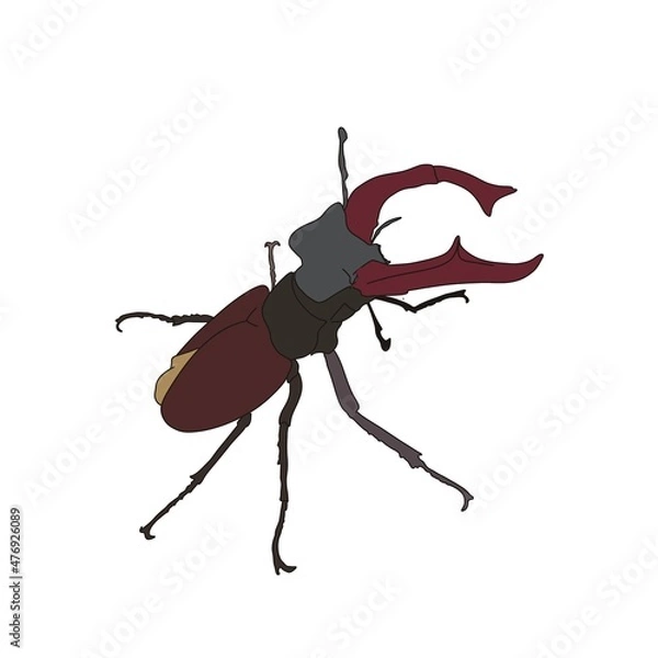 Obraz beetle isolated on white background