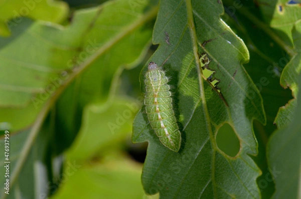 Obraz ミズイロオナガシジミの幼虫（北海道・知床）

