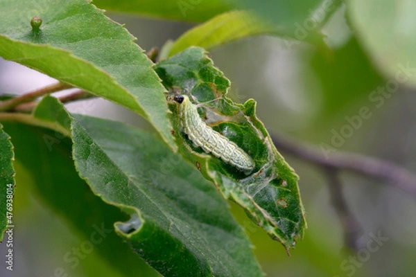 Fototapeta ミドリシジミの幼虫（北海道・鶴居町）
