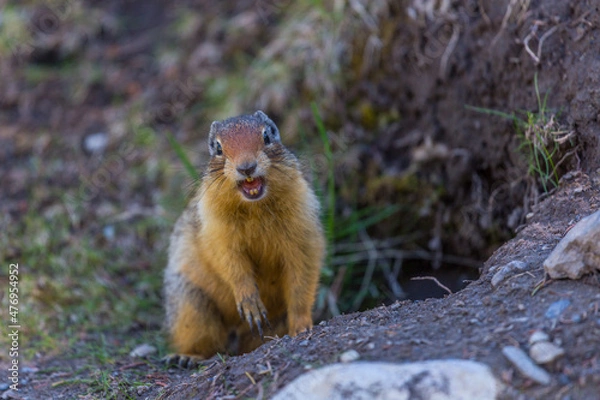 Obraz Ground squirrel found in Banff National Park.