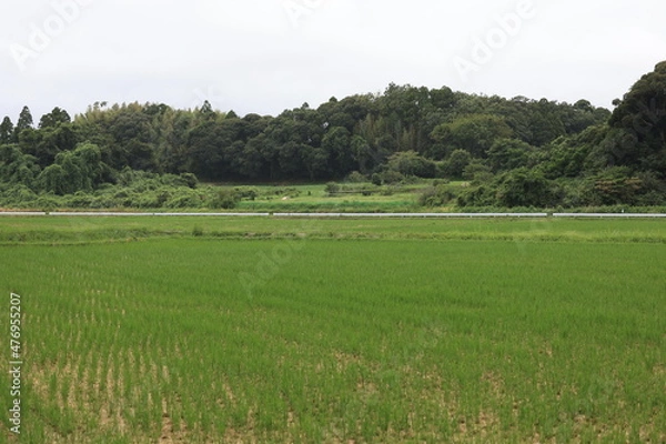 Fototapeta 曇りの田舎町