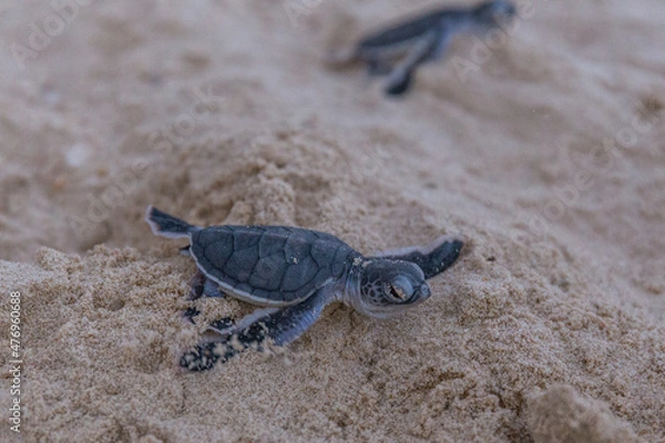 Obraz Sea turtle hatchlings crawl to the sea