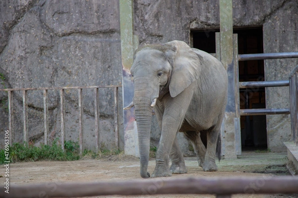 Fototapeta 動物園の象