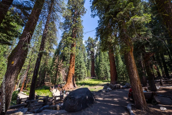 Obraz Sequoia National Park