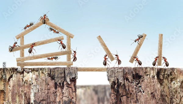 Obraz ants house team work