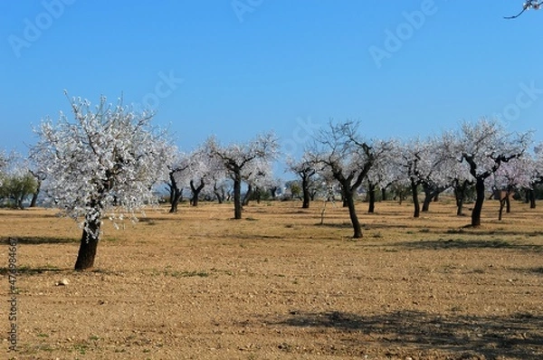 Obraz Almendros en Flor