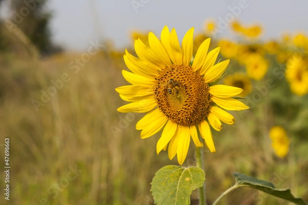 Obraz Sunflower