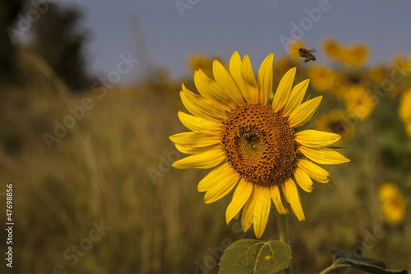 Obraz Sunflower