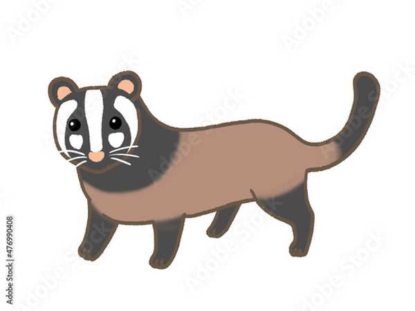 Fototapeta ハクビシン