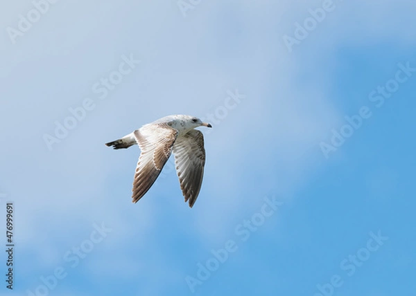 Fototapeta A Ring Billed Gull in flight with clouds.