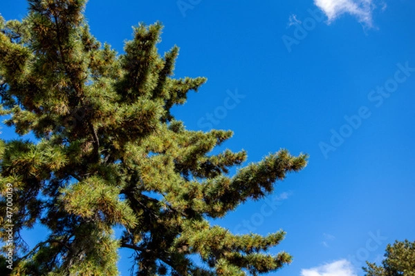 Obraz pine tree against blue sky
