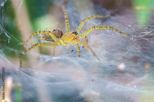 Fototapeta Grass Spiders or funnel-web spiders (Agelenidae) on web