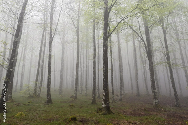 Obraz The leaves begin to grow in the beech forest.